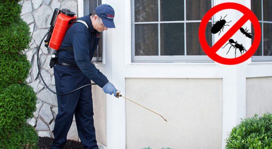 Çeltik Bit İlaçlama böcek ilaçlama ve haşere kontrolü — ilaclama-tr.com
